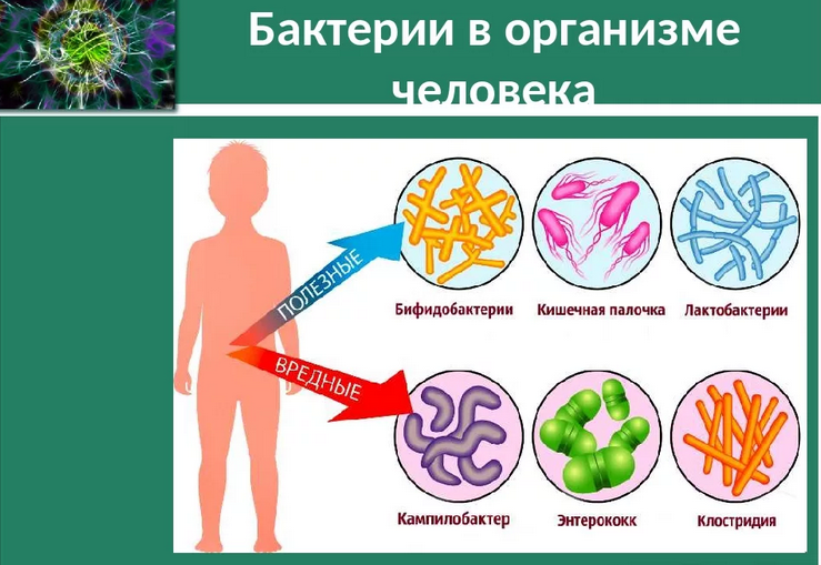 Симбионты в организме человека