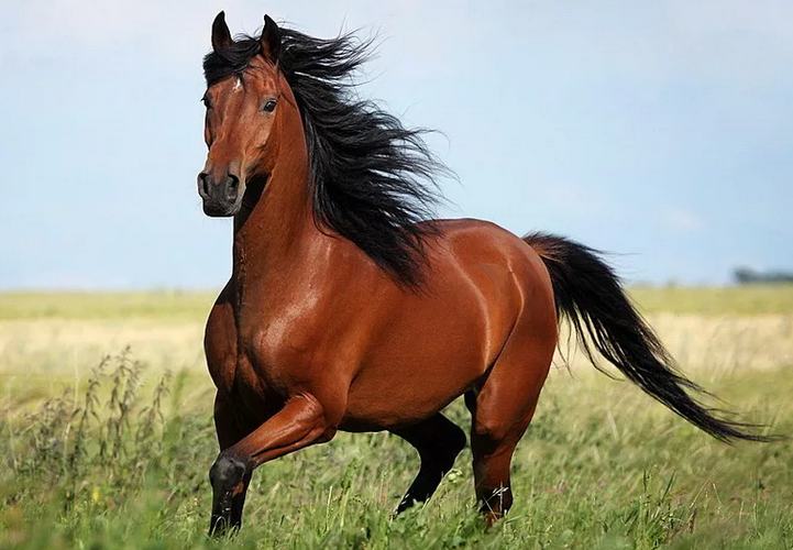Лошадь — тотемное животное имени