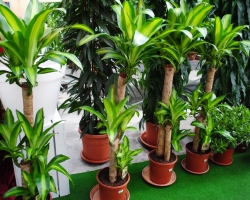 Energy of indoor plants to improve human and home energy. Indoor plants with good, positive and bad, negative energy: List