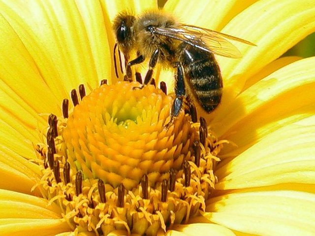 Как и зачем пчелы делают мед: краткая информация для детей. Как и зачем пчелы приносят мед в улей? Пчелиная семья: состав