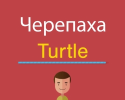 Слово черепаха на английском языке: перевод с транскрипцией. Описание черепахи на английском языке