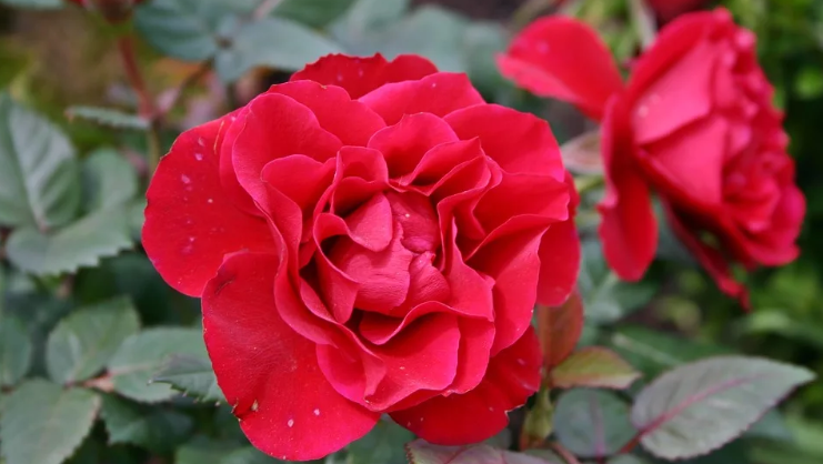 Красивая роза галлика офицалис