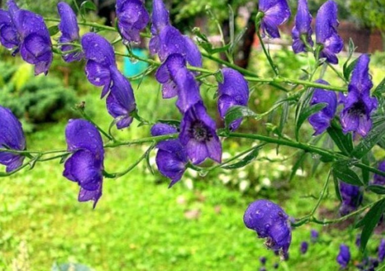 Синий цветок