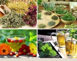 Medicinal herbs for the treatment of anemia during pregnancy: fees, seeds, plants
