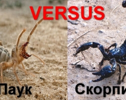 Kakšna je razlika med strukturo telesa pajkov in škorpijonov, razlika med škorpijoni in pajki: Top-11 osnovnih razlik