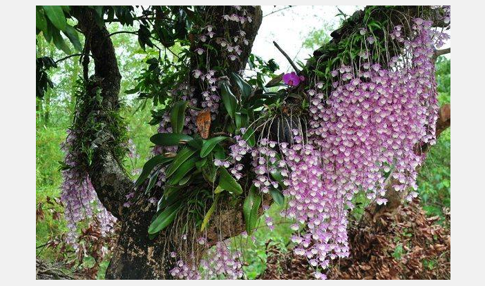 Орхидея в природе
