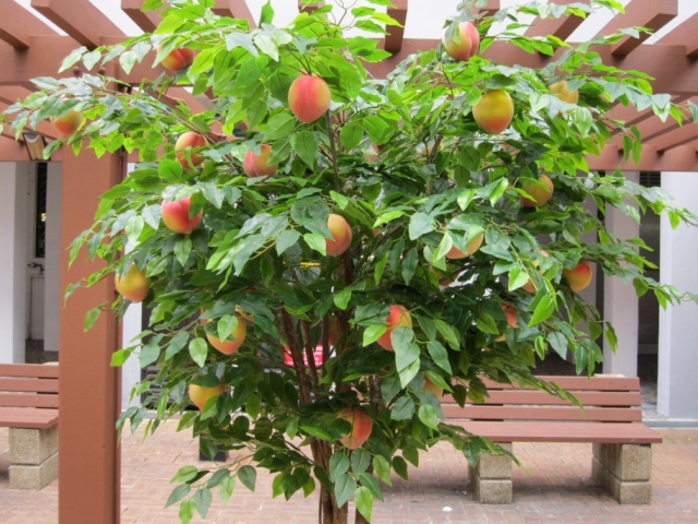 Посадка персика обыкновенного: сорта, выращивание, уход, обрезка