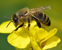 Koliko parov kril ima medeno čebelo, šape: fotografija, opis. Struktura čebele medu: opis