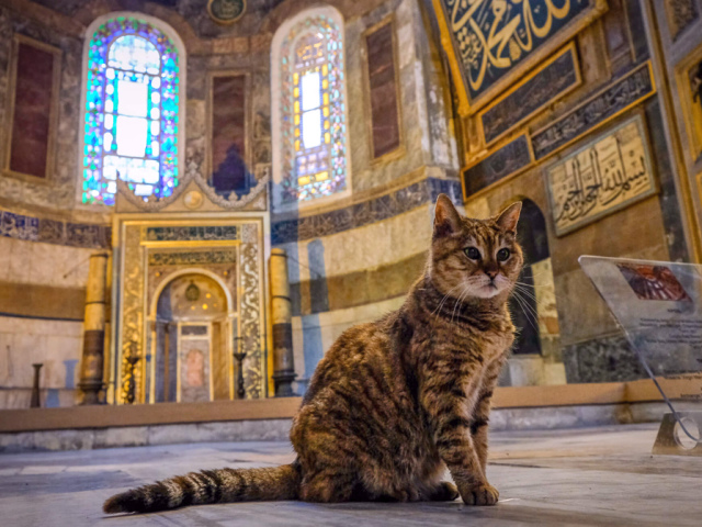 Можно ли мусульманам стерилизовать кошку, кастрировать кота по нормам Ислама?