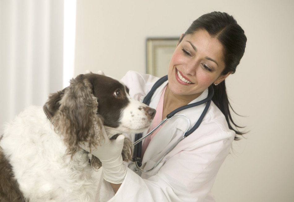 Чем лечить печень у собаки определяет ветеринар