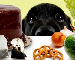 12 продуктов, которые могут навредить вашей собаке