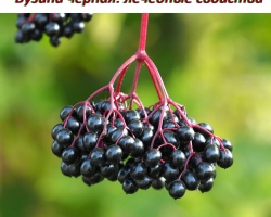 Black Buzina: therapeutic properties and contraindications, use for diseases, from rodents and insects, recipes for jam and kvass from an elderberry. Buzina preparations on aiharb for adults and children: links to the catalog