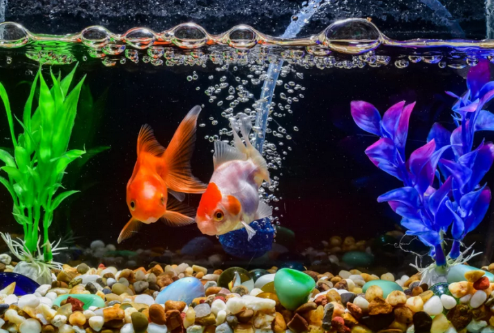 Домашние аквариумные рыбки