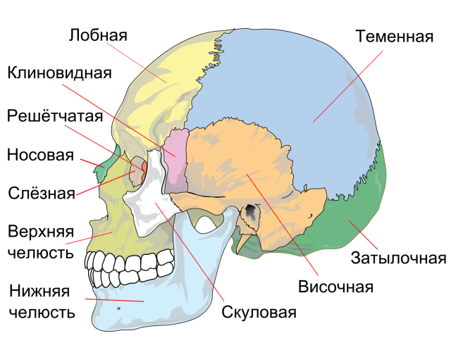 Анатомия — строение и функции черепа человека: схема с описанием, название костей и суставов, швы черепа, отличия черепа новорожденного от взрослого человека, женского от мужского. На какие части делится мозговой череп?