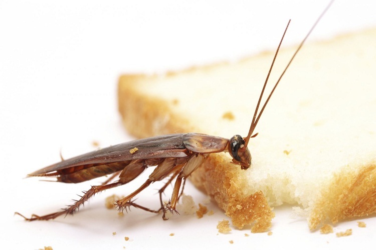 Ščurki niso le grdi, ampak tudi nevarne žuželke