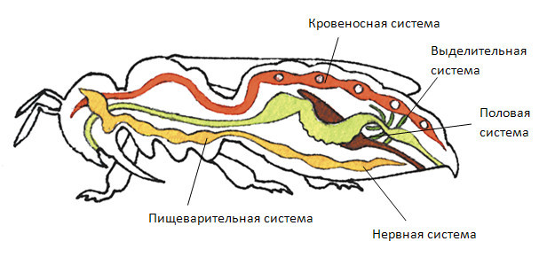 Рассмотрите рисунок раскрасьте цветными карандашами системы внутренних органов паука подпишите их