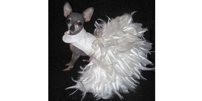 Wedding outfit for dog