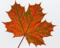 Bagaimana cara menggambar daun maple secara bertahap dengan pensil untuk pemula? Autumn Maple Leaf: menggambar, template