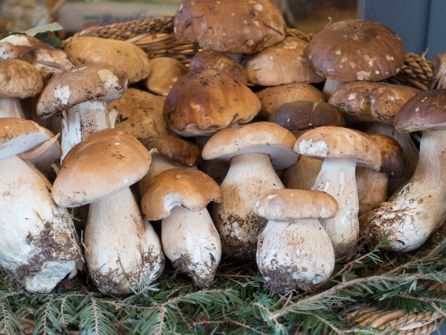 Est-il possible de manger des champignons crus - avantages et préjudices possibles. Que se passera-t-il si, mangez des champignons crus?