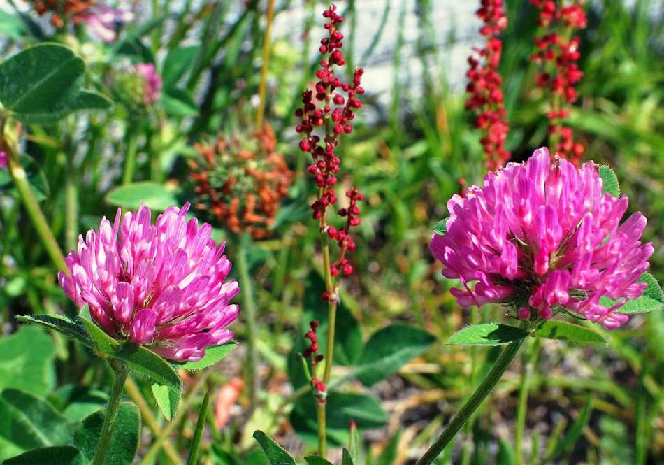 Red Clover, Linden Flowers, Tremors, Cinnamon, Dandelion จากคอเลสเตอรอล: สูตรอาหาร