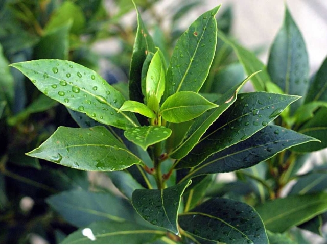 Bay leaf for joints: a recipe for tinctures, ointments, decoctions