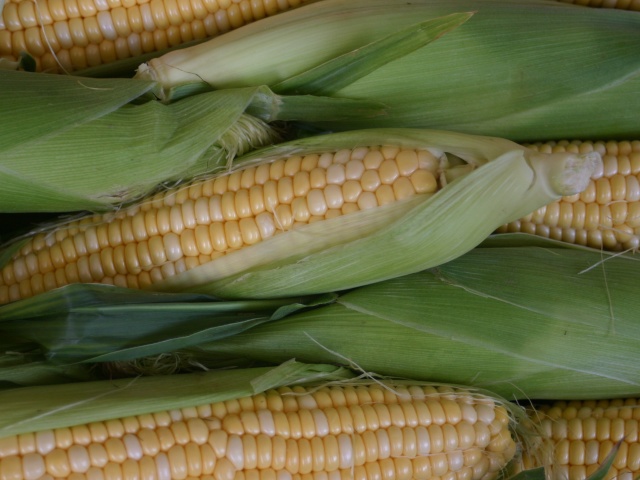 What grain culture is the most productive in the world, in which sectors is used? The history of corn, useful properties and contraindications of corn and corn stigmas. What dishes are prepared in the world from corn?