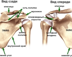 Schultergelenk: Struktur, Anatomie. Schultergelenk: Muskeln, Bänder, Knochen