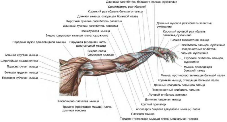 Строение мышц плечевого пояса руки