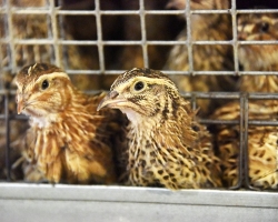 Returning the floor of quail: by color, body structure, sound, the presence of the gland, behavior - useful tips