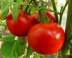 Richtige Pflanzung von Tomatensämlingen in einem Gewächshaus und offenem Boden: Methoden, Schemata, Timing, Temperatur, Pflege, Bewässerung, Top -Dressing. Wie viele Tomaten schlagen nach der Landung Wurzeln? Wie kann man Tomaten wiederbeleben, nachdem sie im Boden gelandet sind, wenn sie gelb geworden, weiß geworden, blau geworden oder schlecht wachsen?