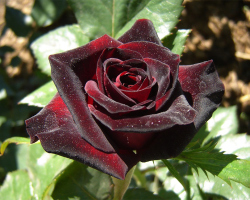 Jak sadzić róż na otwartym podłożu: kroku -instrukcje dotyczące kroku, zalecenia doświadczonych ogrodników