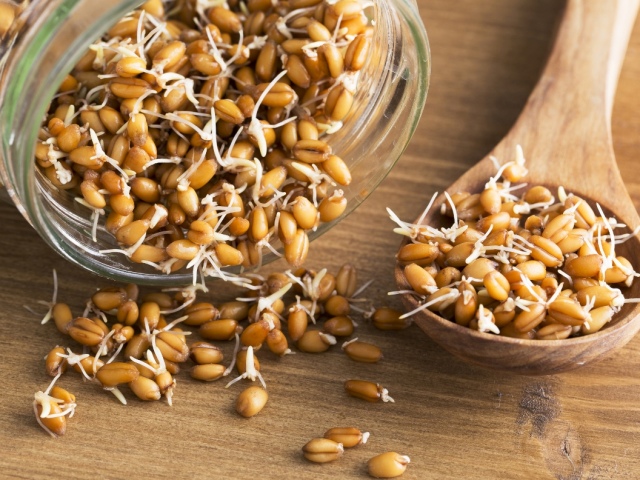 Prerokana pšenica: koristi in škoda človeškemu telesu, kalček, recepti poganjkov