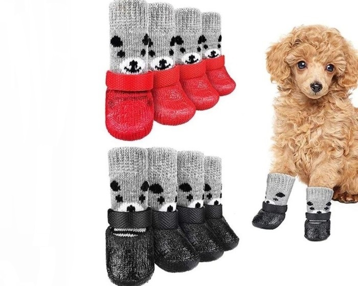 Fashionable shoes for dogs of small breeds