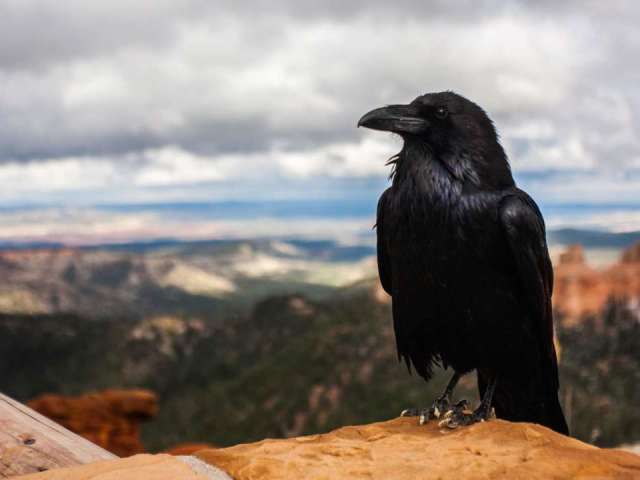 Ce înseamnă dacă ești urmărit de Crows?