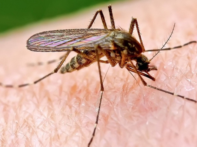 Ugriz komarja pri otroku. Kako mazati rdeče lise na obrazu, rokah in nogah iz ugrizov komarjev? Izdelki za zaščito proti komarjem za otroke