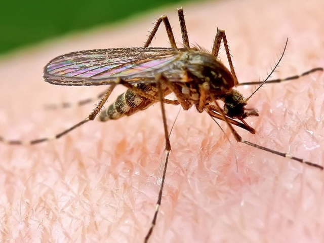 Un mosquito en un niño. ¿Cómo ungir manchas rojas en la cara, los brazos y las piernas de las picaduras de mosquitos? Productos de protección contra mosquitos para niños