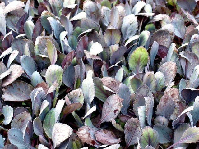 In the planted seedlings of cabbage, the leaves and stems turned blue, became purple: what is the reason, what is missing, what to do, how to feed the cabbage?
