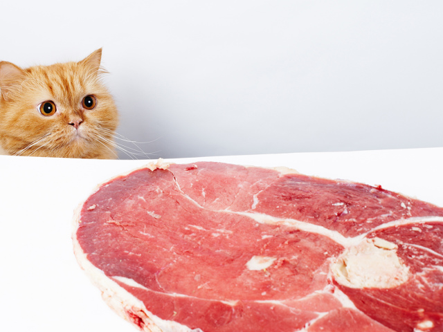 Кот не ест днем, 3 дня, неделю: причины, отзывы, что делать? Сколько дней кот может не есть?
