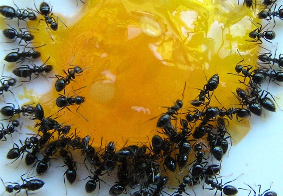 Λαϊκές συνταγές κατά των μυρμηγκιών κήπου με βορικό οξύ