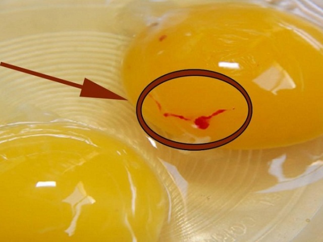 Blood in cheese chicken egg: causes, signs, can it be eaten?