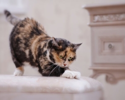 Mačka jemlje pohištvo: kaj storiti? Kako odvzeti mačko, da raztrga pohištvo: praktični nasveti in kardinalne metode? Kako izbrati mačko za mačko? Kako navaditi mačko na kremplje?