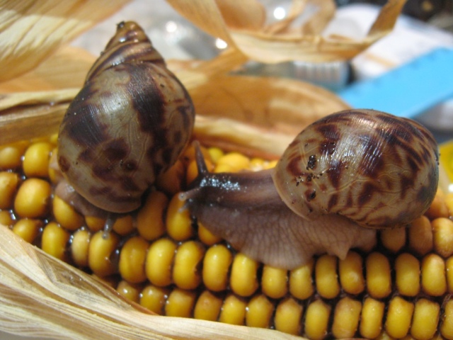 Snail mucus in cosmetics, the benefit of the face. Cosmetics with a snail mucin, how to use? How to cook masks with snail mucus at home? Review of funds with a snail mucin on Aliexpress