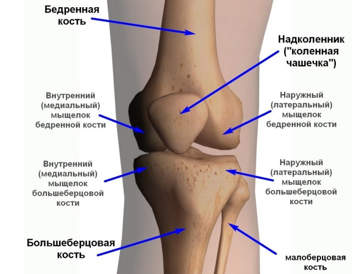 Sendi lutut