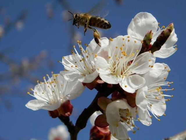 Какова роль пчел в опылении растений: как объяснить? Какие цветки не могут опыляться пчелами?