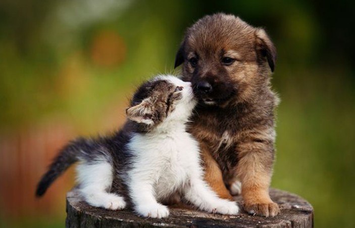 Little cat with a dog made friends