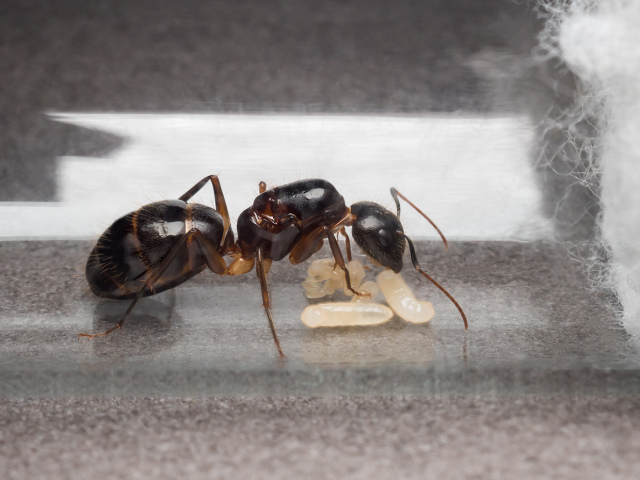 Comment déplacer les fourmis d'un tube à essai à Formicaria? Les fourmis ne se déplacent pas vers Formicaria à partir d'un tube à essai: raisons, que faire, les revues