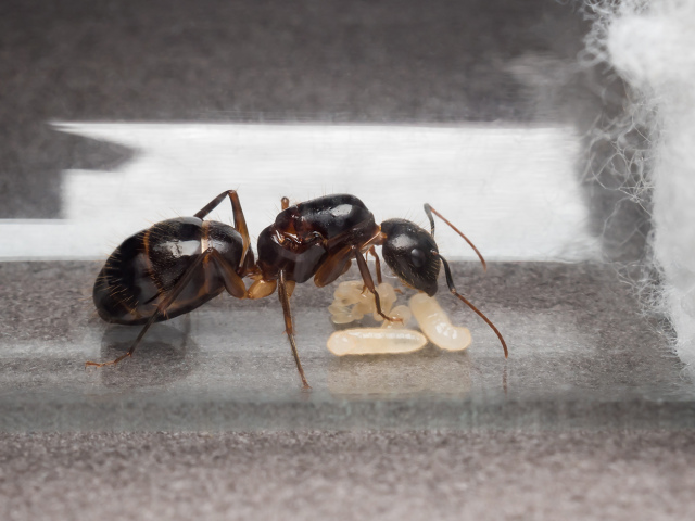 ¿Cómo reubicar las hormigas de un tubo de ensayo a formicaria? Las hormigas no se mueven a Formicaria desde un tubo de ensayo: razones, qué hacer, revisiones