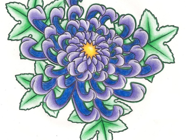 Как поэтапно нарисовать цветы? Хризантемы: рисунок карандашом
