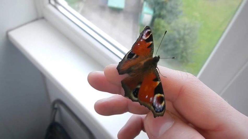 Der Schmetterling flog, während Sie das Haus untersuchten - nehmen Sie es, Sie werden sich darin freuen