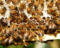 Comment utiliser Bee Duba pour les articulations? Pommade, teinture, décoction de l'articulation pour le traitement des articulations